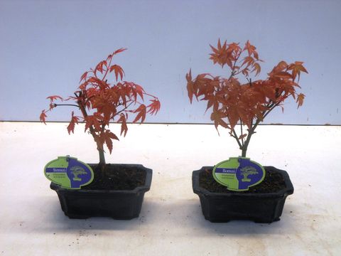 Acer palmatum 'Beni-maiko'