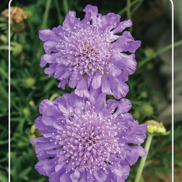 Scabiosa columbaria 'Butterfly Blue'