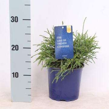 Chamaecyparis pisifera 'Filifera Nana'