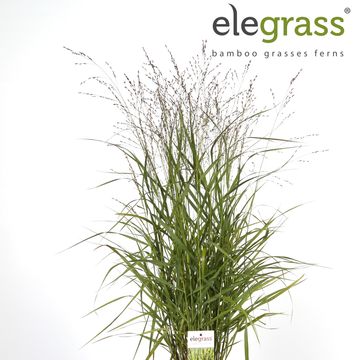 Panicum virgatum 'Hänse Herms'