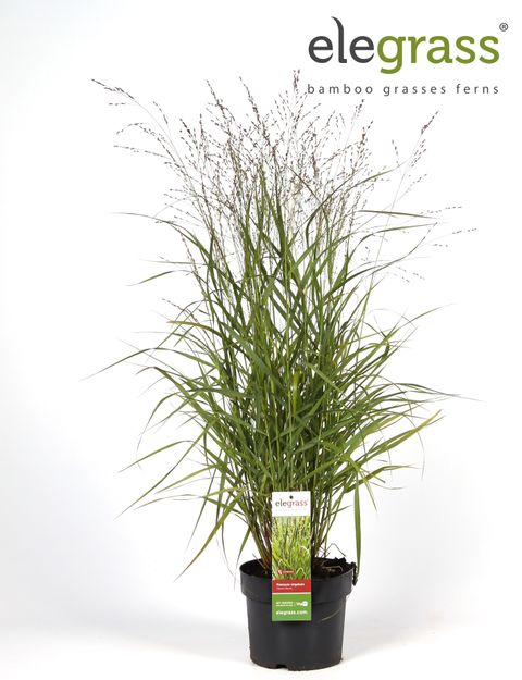 Panicum virgatum 'Hänse Herms'