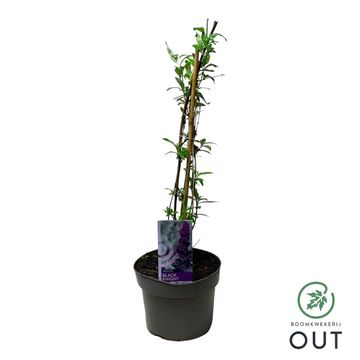 Buddleja davidii 'Black Knight'