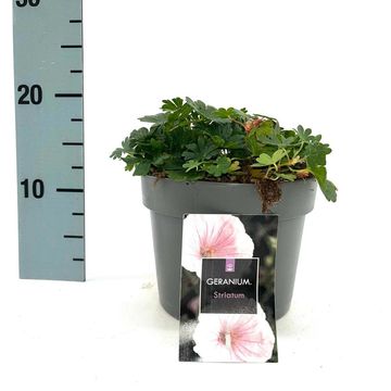 Geranium sanguineum striatum