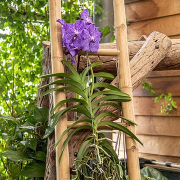 Vanda CHAMPAGNE BLUE