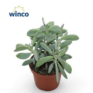 Senecio crassissimus