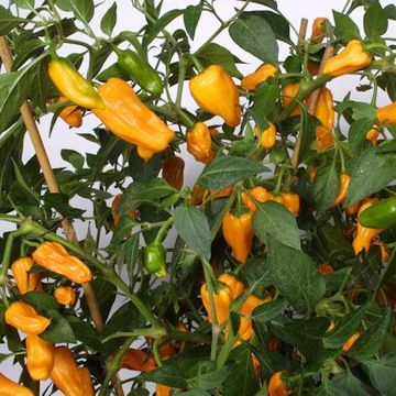 Capsicum frutescens 'Cheyenne'