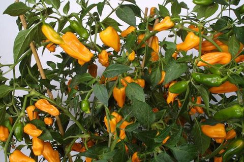 Capsicum frutescens 'Cheyenne'