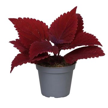 Coleus 'Second Street'