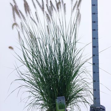 Pennisetum alopecuroides