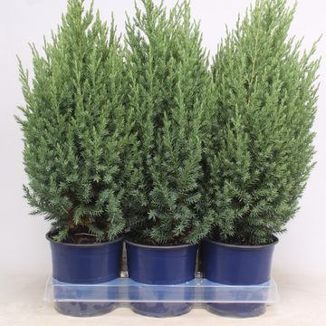 Juniperus chinensis 'Stricta'