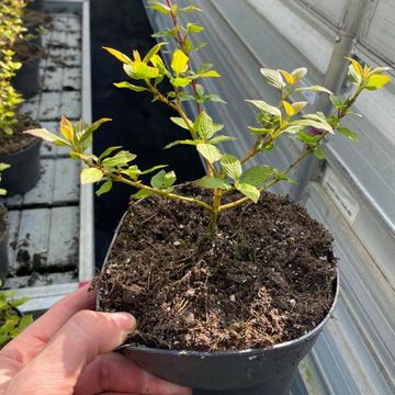 Cornus sanguinea 'Midwinter Fire'