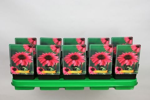 Echinacea Purpurea 'Red' P11