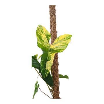 Filodendro Florida Beauty x billitiae