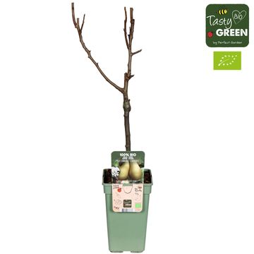 Pyrus communis 'Conference'