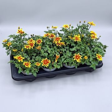 Bidens 'Blazing Star'