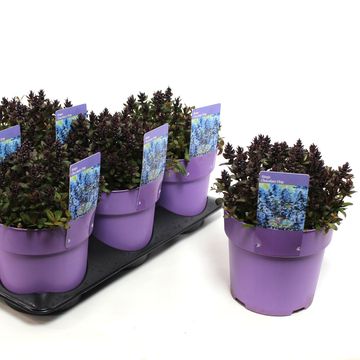 Ajuga 'Chocolate Chip'