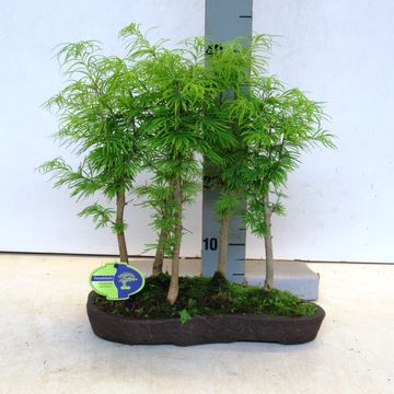 Pseudolarix amabilis