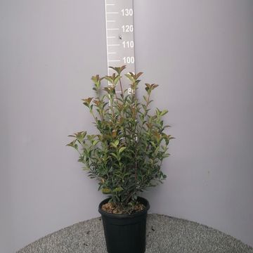 Photinia x fraseri 'Robusta Compacta'