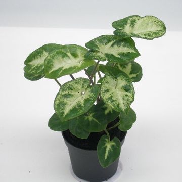 Syngonium 'Pixie'