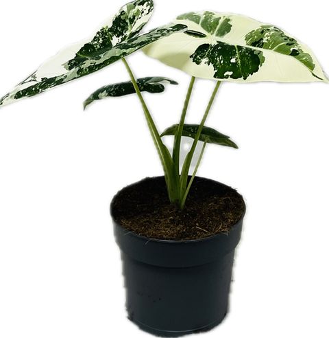 Alocasia micholitziana 'Frydek Variegata'