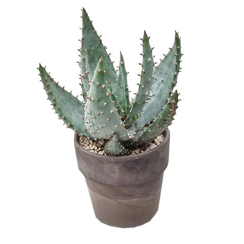 Aloe aculeata