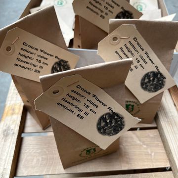 Crocus vernus 'Flower Record'