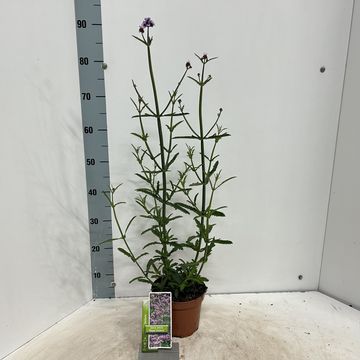 Verbena bonariensis 'Royal Dreams'