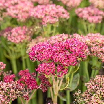 Sedum 'Herbstfreude'