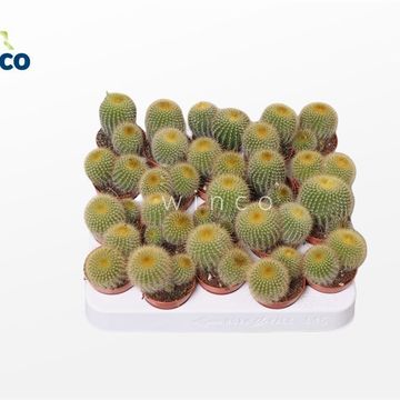 Eriocactus leninghausii