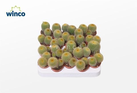 Eriocactus leninghausii