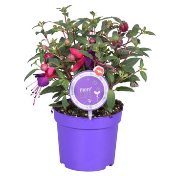 Fuchsia BELLA FUCHSIA SACHA