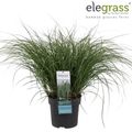 Miscanthus sinensis 'Adagio'