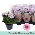 Primula obconica TOUCH ME MIDI BLUE WHITE