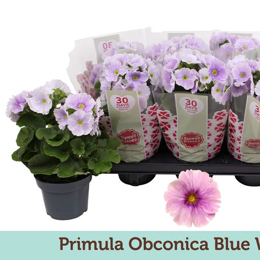 Primula obconica TOUCH ME MIDI BLUE WHITE