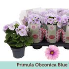 Primula obconica TOUCH ME MIDI BLUE WHITE