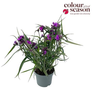 Tradescantia 'JS Brainstorm'