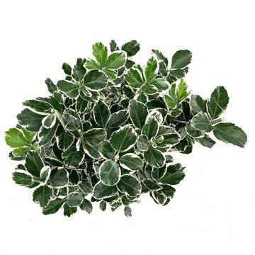 Euonymus japonicus 'Kathy'