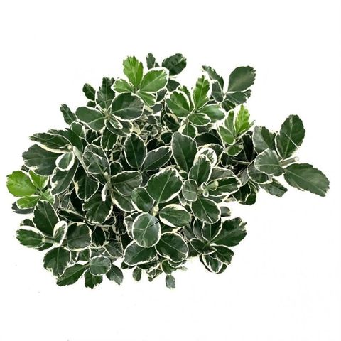 Euonymus japonicus 'Kathy'
