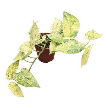 Scindapsus 'Halimoon'