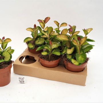 Hoya australis 'Lisa'