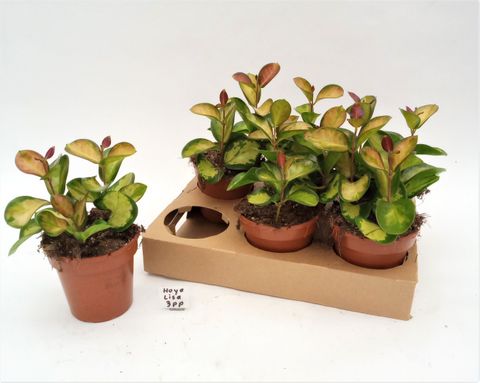 Hoya australis 'Lisa'