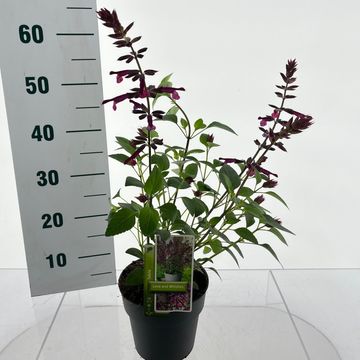 Salvia LOVE AND WISHES