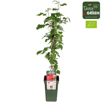 Rubus idaeus 'Summer Chef'