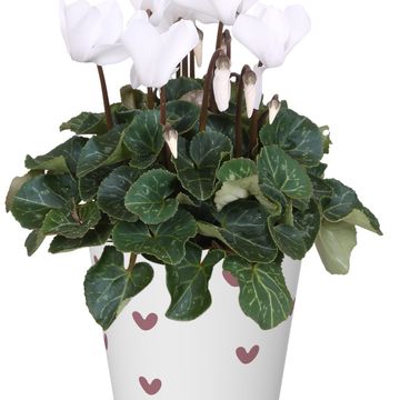 Cyclamen persicum SUPER SERIE S ALLURE MIX