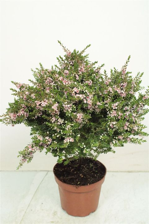 Thryptomene saxicola