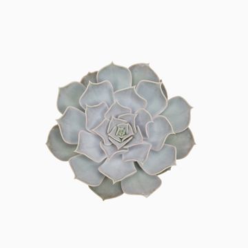 Echeveria lilacina