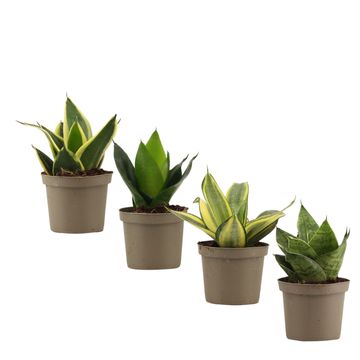 Sansevieria trifasciata HAHNII MIX