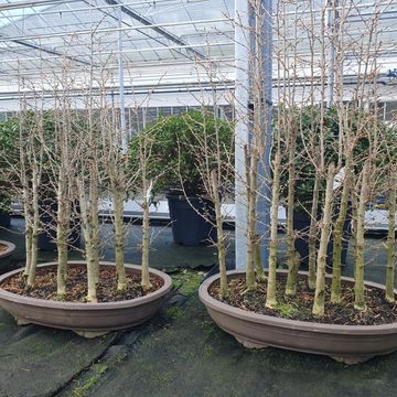 Pseudolarix amabilis