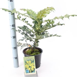 Mahonia bealei (About Plants Zundert BV)