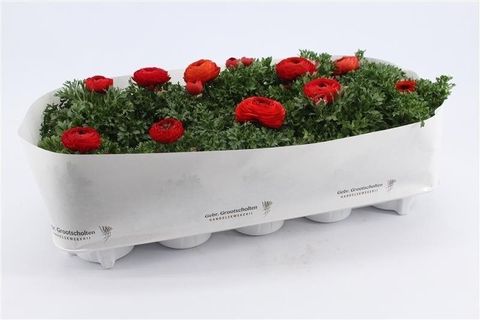Ranunculus asiaticus 'Sprinkles Red'